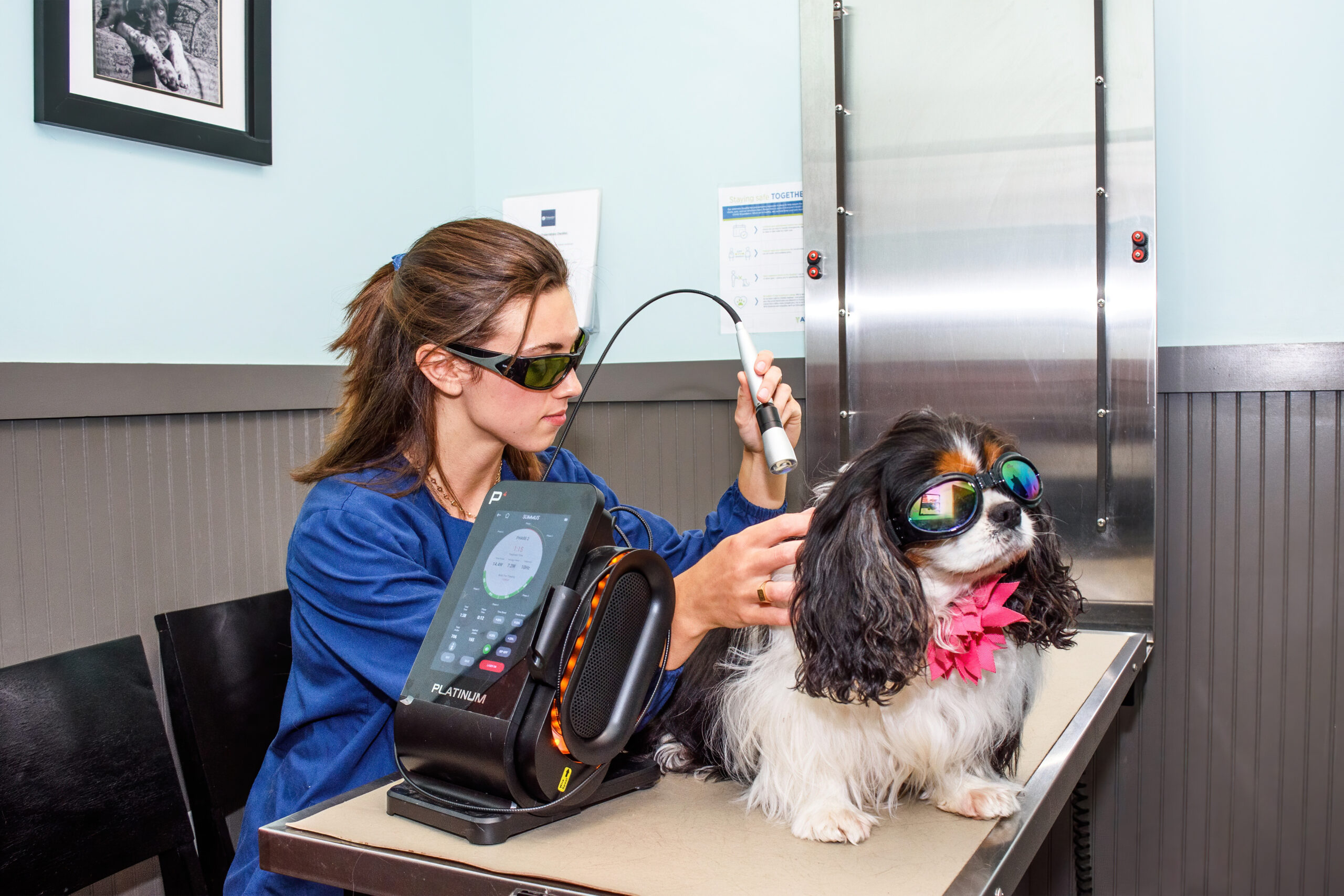 Laser Therapy Tidewater Veterinary