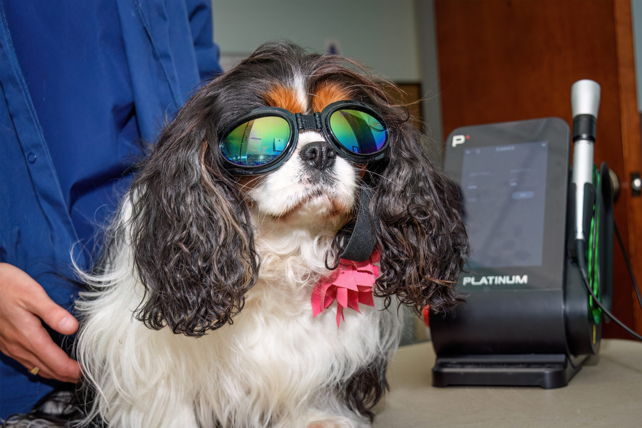 Laser Therapy Tidewater Veterinary