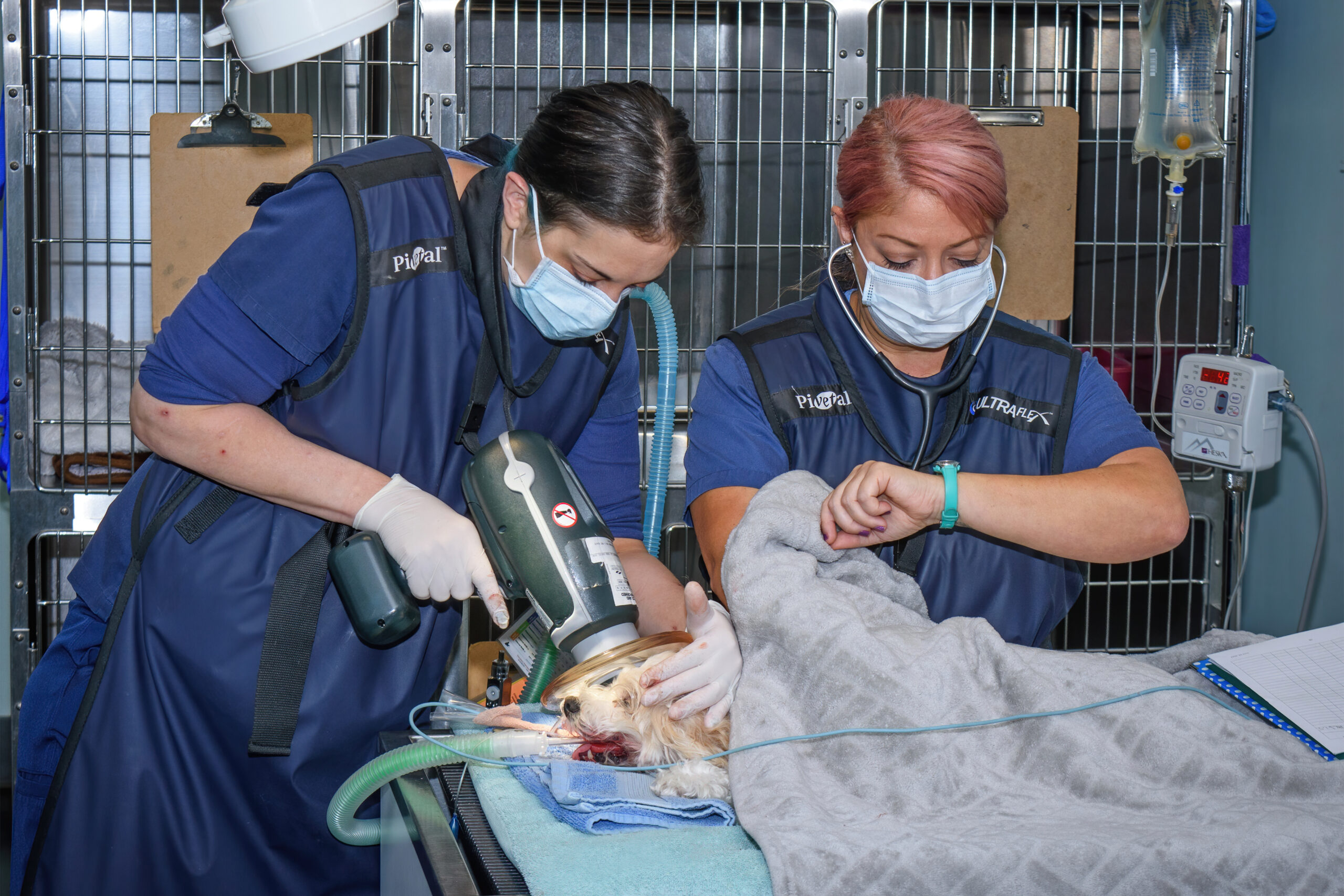 Dentistry Tidewater Veterinary